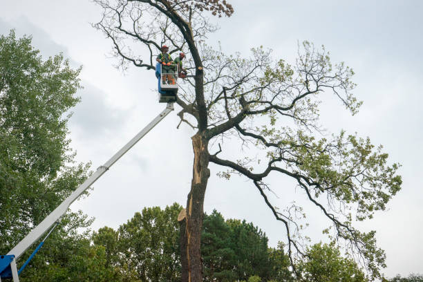 Seasonal Cleanup (Spring/Fall) in Keystone, FL